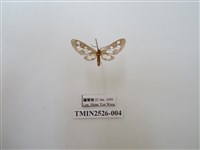 藏品(斑腹鹿蛾)的圖片